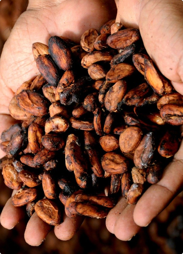 leonidas-histoire-photo-2